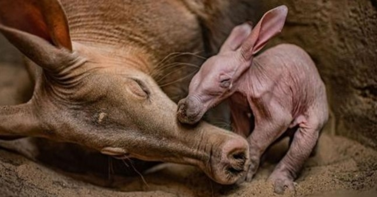 Der Zoo von Chester feiert überglücklich die Geburt seines ersten Erdferkels
