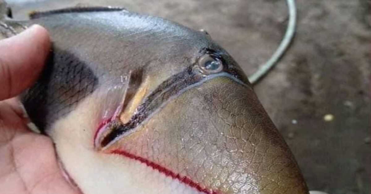 Erstaunt über den Fang eines “seltsamen” Fisches mit Zähnen und Maul wie ein Mensch