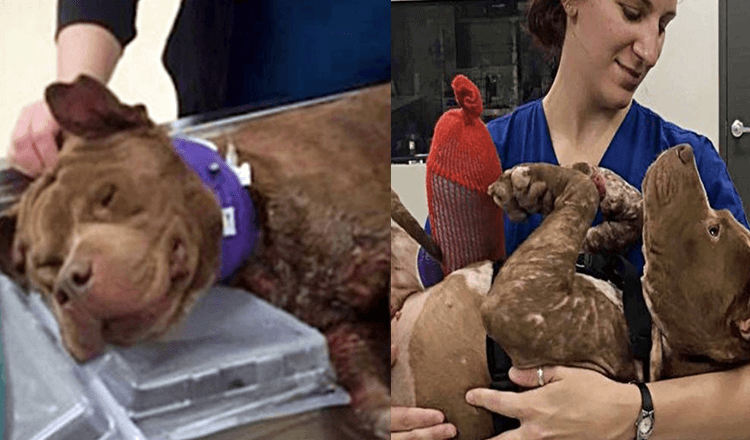 Verletzter Welpe bekommt sein erstes warmes Bad, nachdem er aus einem Hundekampf gerettet wurde