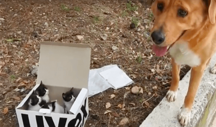 Hund führt Retter zu einer Kiste mit ausgesetzten Kätzchen und wird dann zum besten Pflegevater