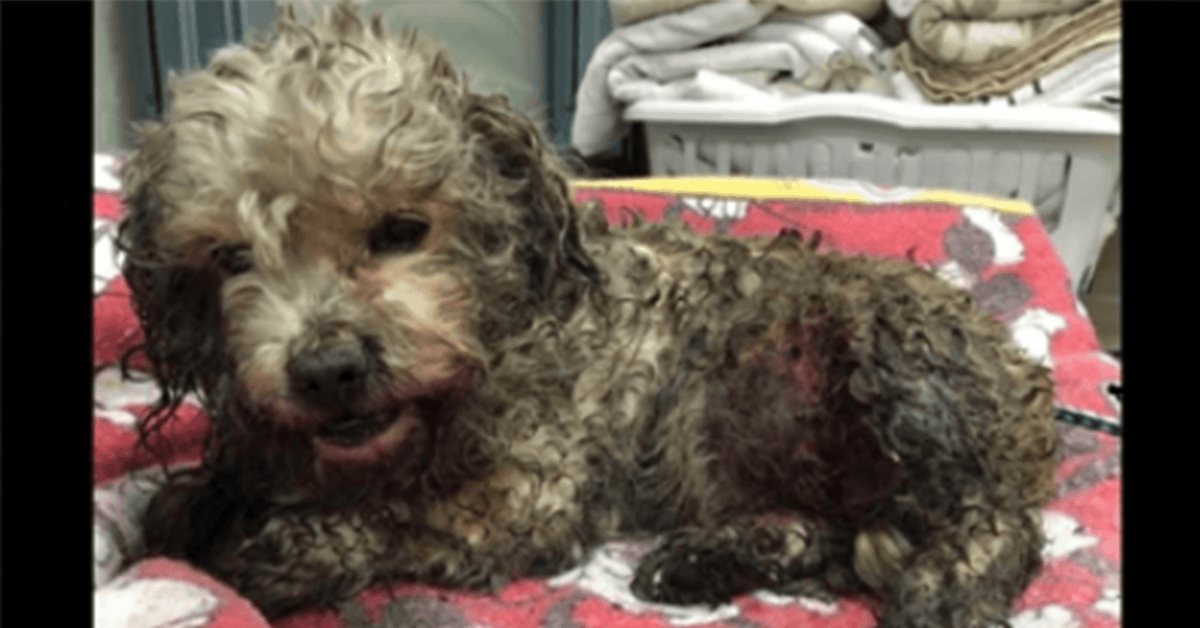 Winziger Hund wird von 2 größeren Hunden bösartig zerfleischt, aber der Tierarzt will ihn nicht einschläfern