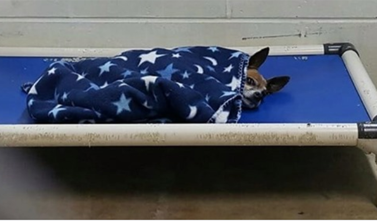 Chihuahua-Rüde aus dem Tierheim: Er wartete jede Nacht einsam auf eine Familie