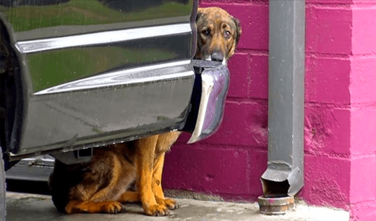 Obdachloser deutscher Schäferhund “schreit wie ein Mensch”, wenn ihm jemand zu nahe kommt