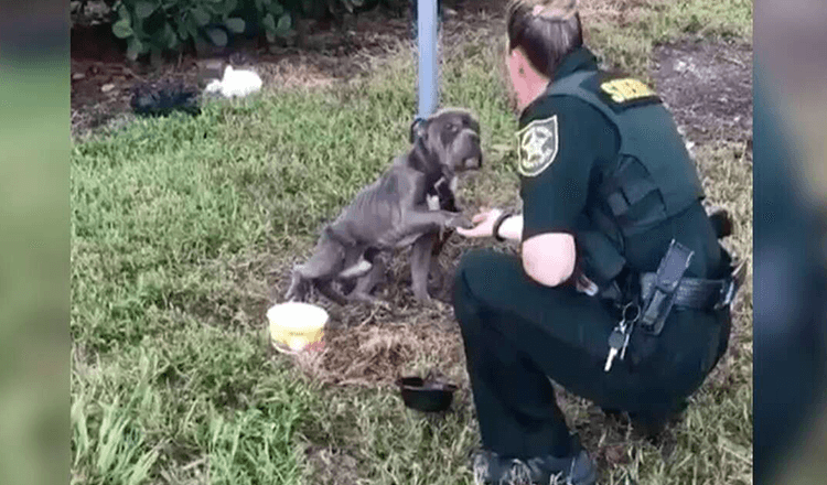 Hund, der an einem Pfahl angebunden ist, streckt dem Polizisten, der ihn retten wollte, die Pfote entgegen
