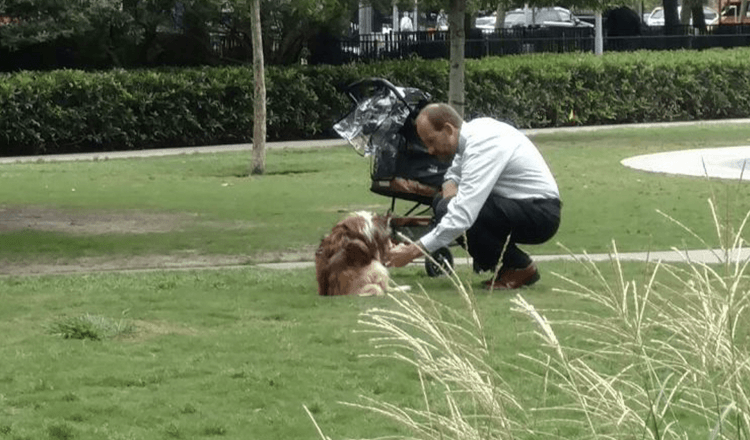 Besitzer nimmt seinen blinden Hund aus dem Kinderwagen, weil er dachte, niemand würde ihn beobachten, wenn er sich bückt