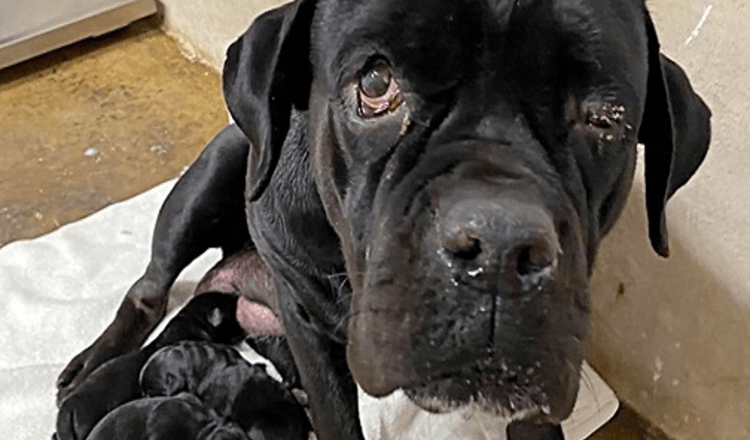 Hundemama schützt ihre neugeborenen Welpen, nachdem ihr Besitzer sie alle auf einer unbefestigten Straße abgeladen hat