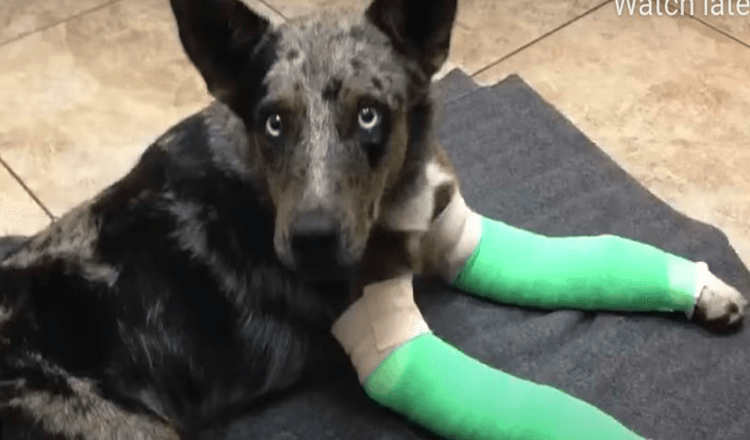 Hund mit zwei gebrochenen Beinen taumelt hilfesuchend zur abgelegenen Park-Ranger-Station