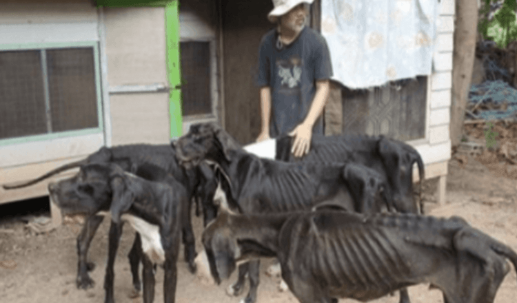 König von Thailand adoptiert 13 verhungerte Doggen, die auf einer Zuchtfarm fast tot aufgefunden wurden