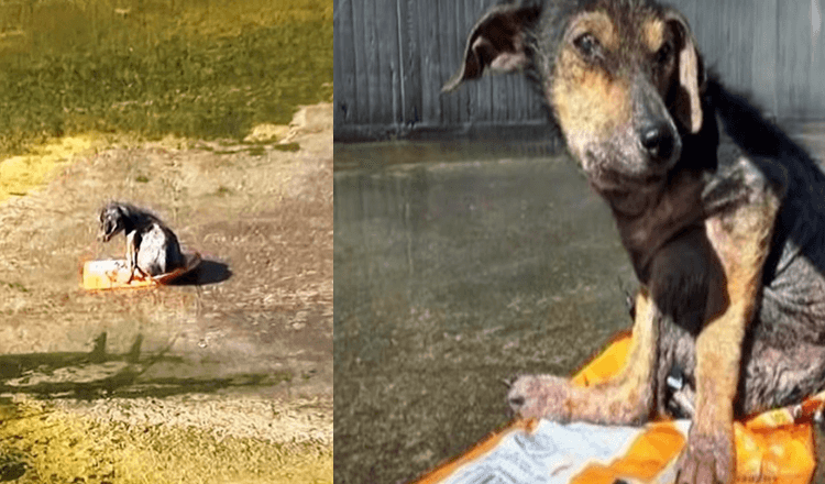 Gefangen von einem seelenlosen Mann, der ihm das Bein abgeschnitten hat, bettelt der verängstigte Hund um Rettung