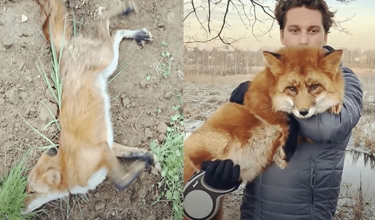 Mann rettet einen wilden sterbenden Fuchs Später wurden sie beste Freunde ( +15 Bilder)