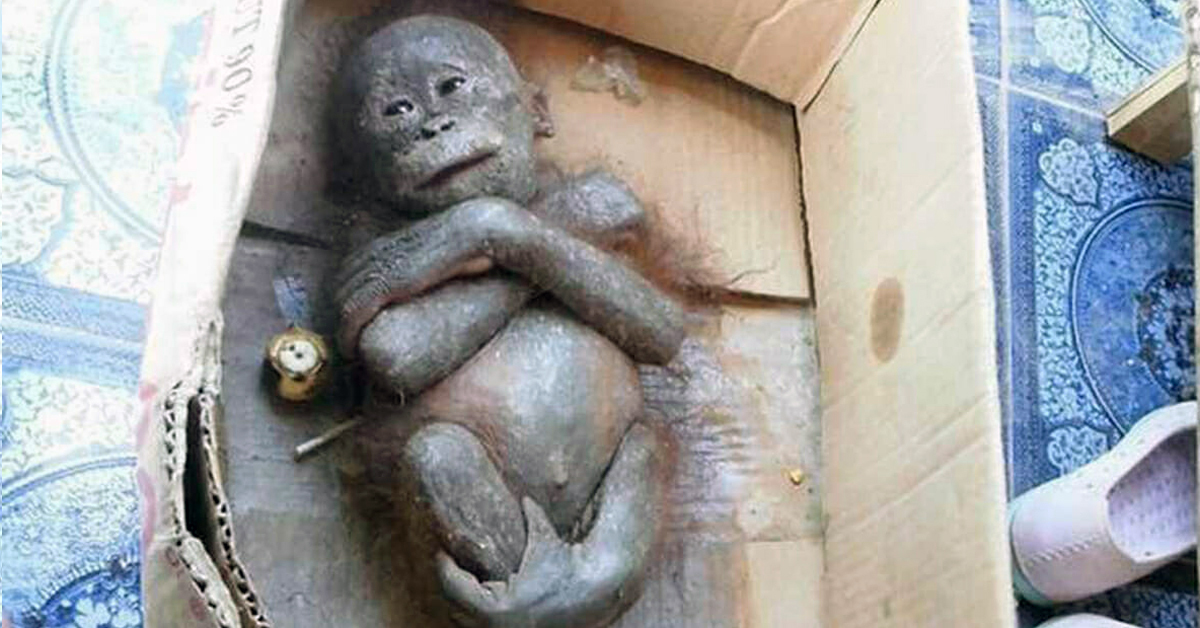 Neugeborener Affe mumifiziert in einer Pappschachtel gefunden, zeigt unglaubliche Verwandlung