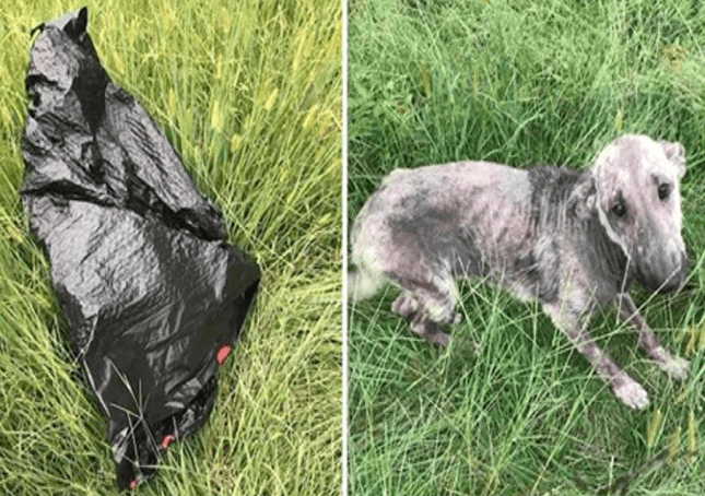 Der Hund einer Frau schreit in Not, nachdem er einen kranken Hund in einem Müllsack gefunden hat