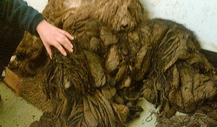 Mann rettet stark verfilzte Hunde, die für einen Haufen Lumpen gehalten wurden