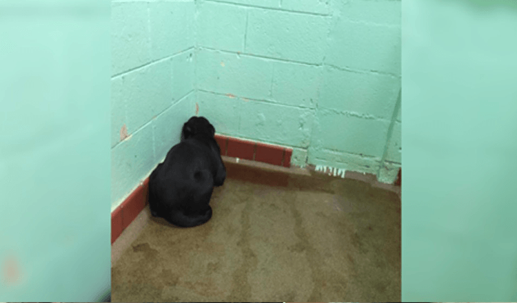 Tierheimhund vor Angst so erstarrt, dass er das Gesicht nicht von der Wand abwenden kann, und Tierarzt erkennt Misshandlung