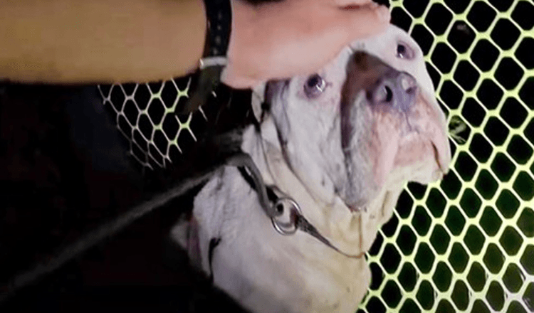 Hund weigerte sich, gerettet zu werden, weil er befürchtete, dass seine Welpen in Gefahr waren, aber 1 Mann kam hinzu