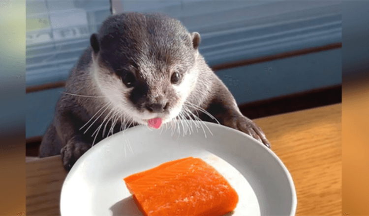 Chubby Otter auf Diät bekommt einen Lachs Leckerbissen für Cheat Day und es ist die süßeste Sache