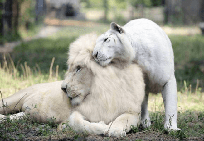 Weißer Löwe und weißer Tiger haben zusammen Babys bekommen und sie sind die bezauberndsten Dinge der Welt