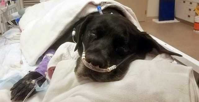 Hundemama, die im Tierheim während Geburtskomplikationen ausgesetzt wurde, verliert alle 21 ihrer Welpen