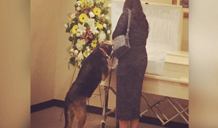 Bestattungsinstitut lässt Hund zu Besuch kommen, damit sie sich verabschieden kann
