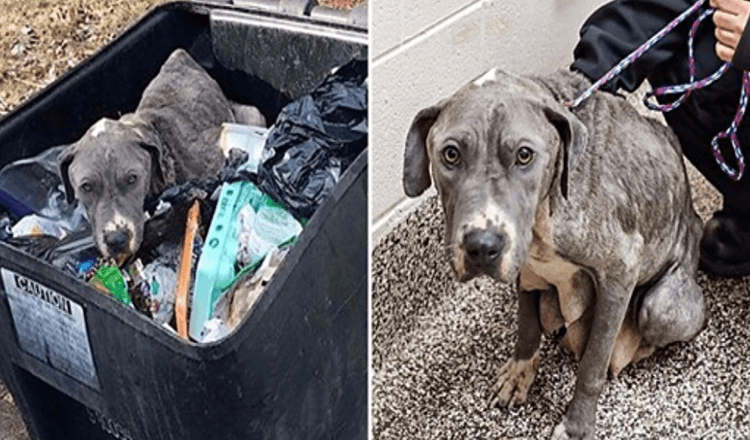 Vernachlässigte Hundemama, die in der Mülltonne entsorgt wurde, ist untröstlich ohne ihre Babys