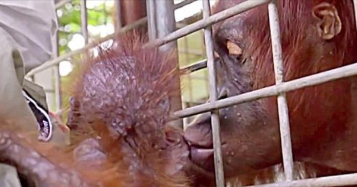 Arbeiter brechen in Tränen aus, als Mama Orang-Utan wieder mit ihrem entführten Baby vereint ist