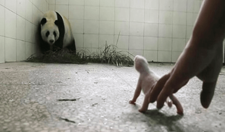 Pfleger befürchten, dass der Panda sein Baby abstößt, bis die Kameras die Instinkte der Mutter einfangen