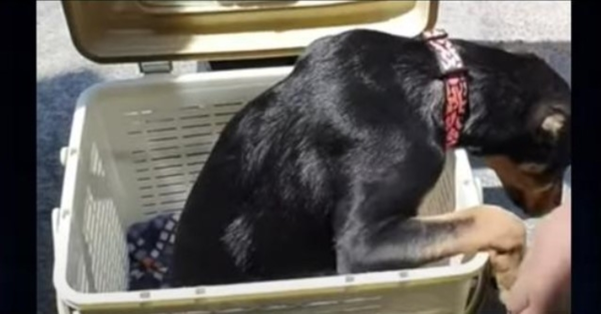 In einem Korb gefangener Hund mit “halbem Körper”, den niemand will, richtet seine Augen auf einen Mann