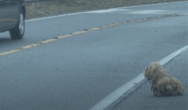 Mattierter Hund starrt 2 Jahre lang ununterbrochen auf Autos und hofft, dass sein Besitzer zurückkommt