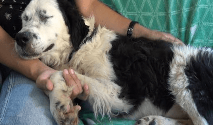 Schlafloser Hund lag neben einer Frau und schloss zum ersten Mal seit der Rettung die Augen