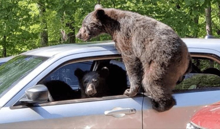 Ein Mann geht nach draußen und entdeckt, dass sich eine ganze Bärenfamilie in sein Auto geschlichen hat