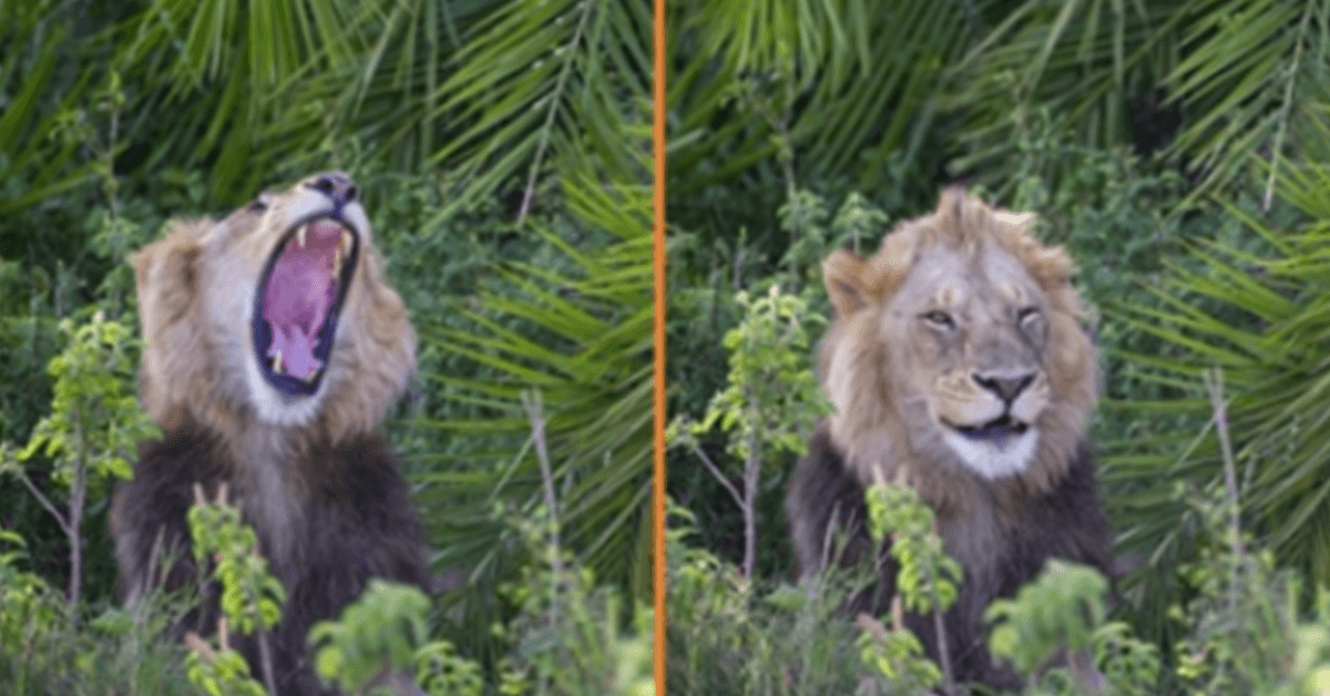 Löwe überrascht Fotograf mit furchterregendem Brüllen, zwinkert ihm zu und lächelt ihn an