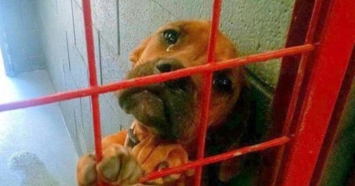 Tierheim teilt Foto von Hund, der echte Tränen weint, weil kein potenzieller Adoptant ihn nimmt