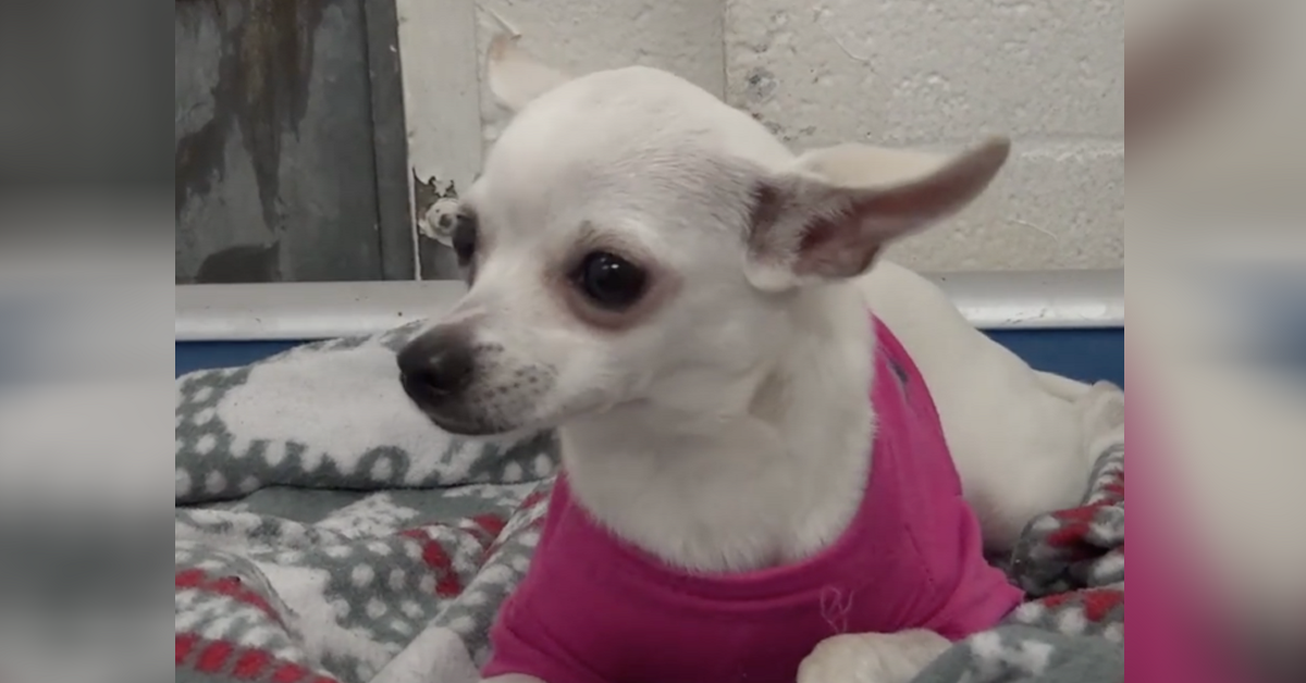 12 Monate alter Chihuahua, der im Tierheim abgegeben wurde, trägt ihren rosa Lieblingspullover und weint vor dem Einschlafen