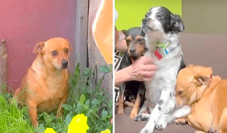 3 Hunde können nach dem Tod ihres Besitzers nirgendwo mehr hin, weinen 18 Monate lang vor seinem Haus