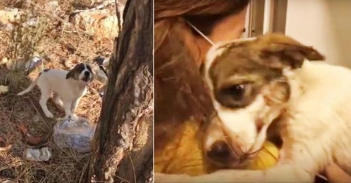 Baby weinte vor Schmerz, nachdem sein Besitzer es im Wald zurückgelassen hatte, und umarmte die einzige Person, die sich darum kümmerte