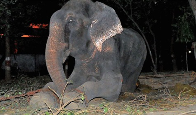 Elefant Raju weint nach seiner Rettung aus 50-jährigem Kettenleiden