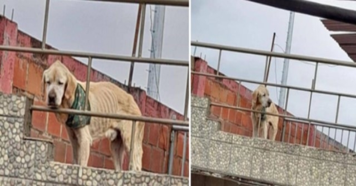 Mit dem traurigsten Blick und seinen Knochen in Sicht, verbrachte der Hund seine Tage auf dem Dach eines Hauses