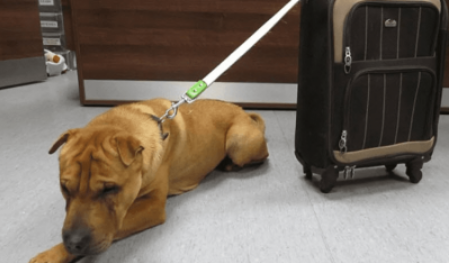 Hund wurde am Bahnhof mit einem Koffer voller Habseligkeiten zurückgelassen