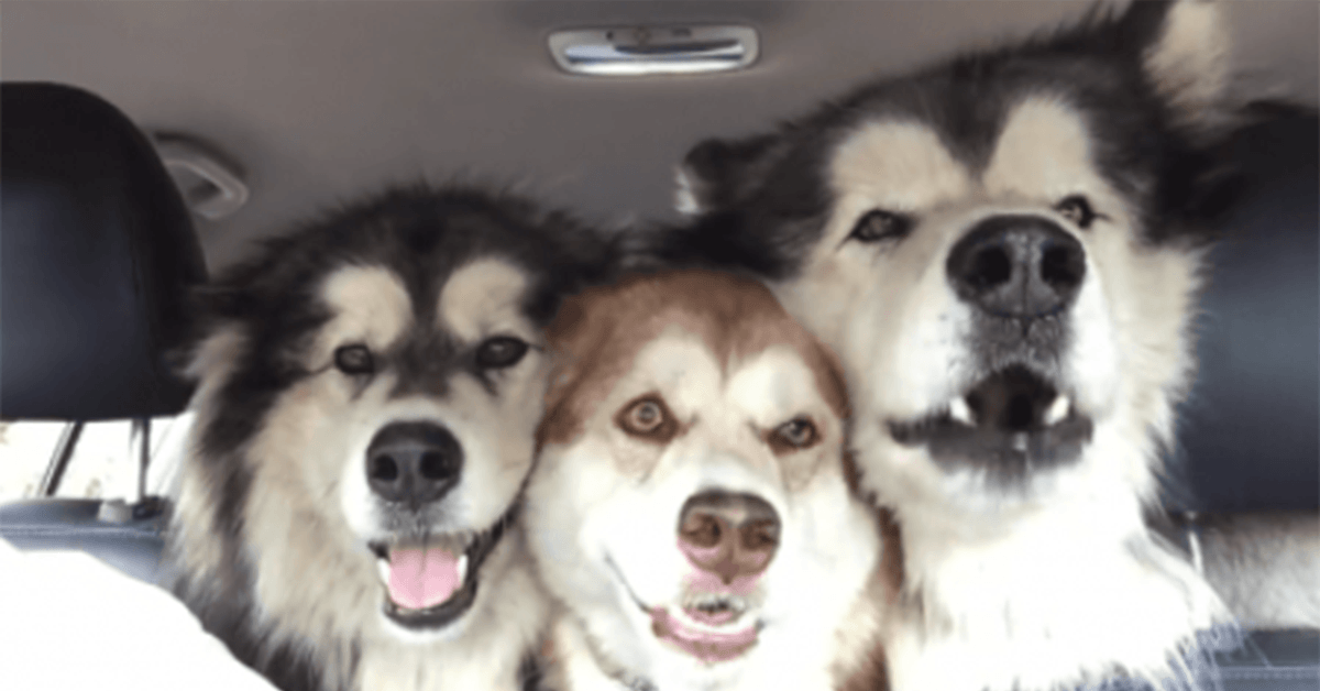 Drei verstimmte Malamuts singen aus voller Kehle im Auto