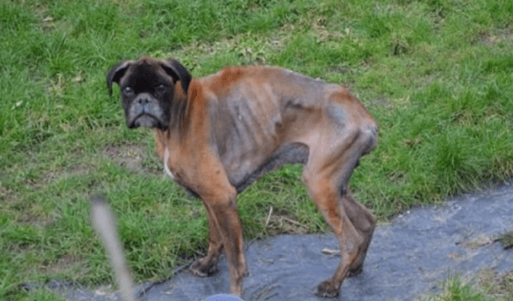 Nach dem Tod seiner Besitzer lebte der Hund 2 Jahre lang in einem erbärmlichen Zustand auf der Straße