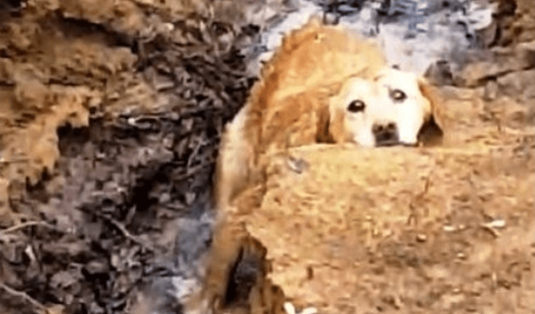 Vermisster Hund in Flussufer stecken geblieben, aber ihre Rettungsmission nimmt eine hässliche Wendung