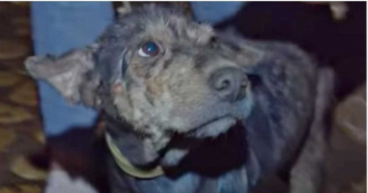 Gebrechlicher Hund seit 5 Jahren angekettet weinte, als Retterin ihr Gesicht in den Händen hielt