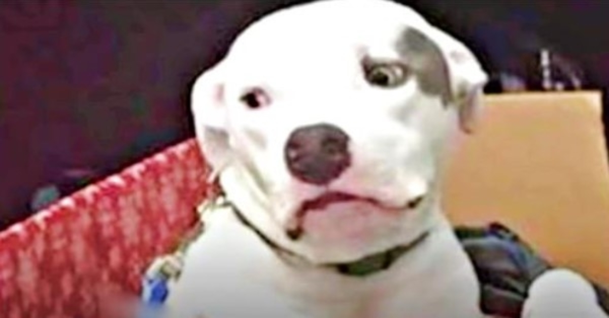 Pitbull-Welpe schaut traurig zu, als sein Bruder von einer netten Familie aufgenommen wird, und er ist es nicht