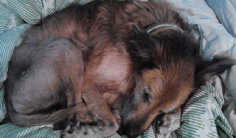 Niemand wollte einen sterbenden, 16 Jahre alten Hund aus dem Tierheim