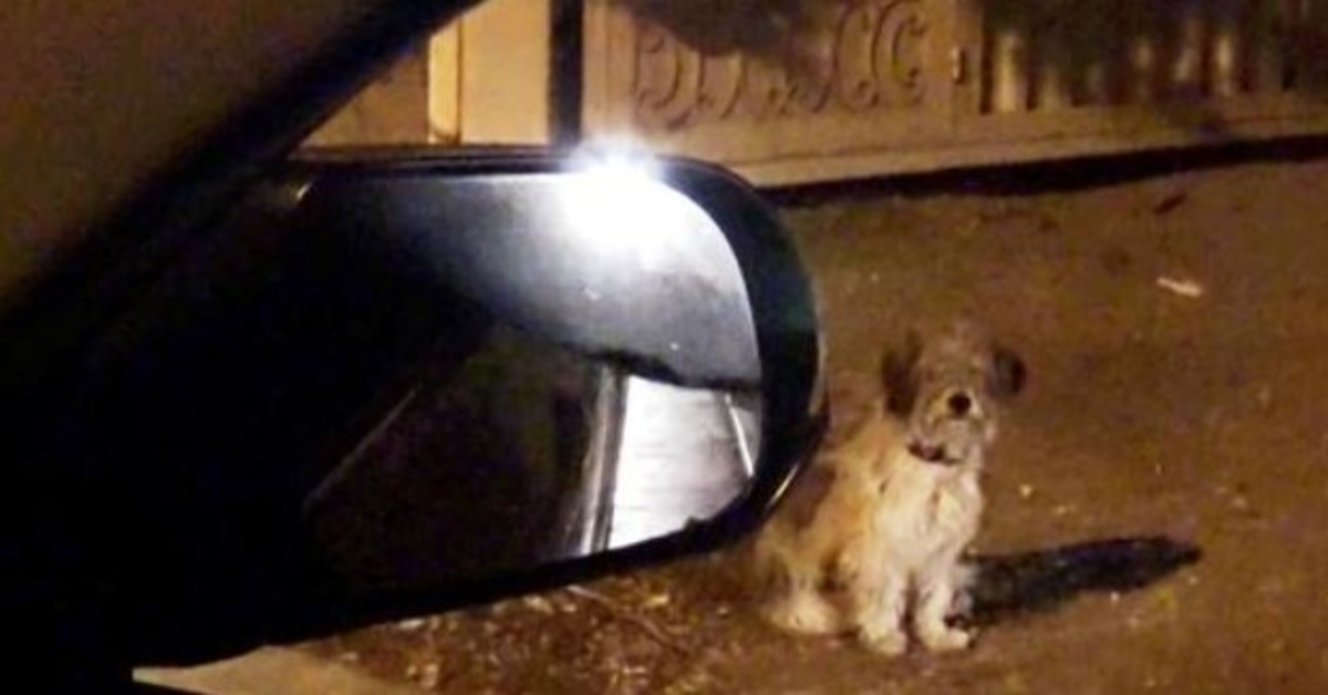 Treuer Hund wartet treu an derselben Stelle, an der seine Familie ihn vor Wochen ausgesetzt hat