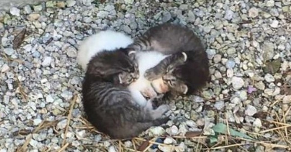 Zwei kleine Kätzchen mussten sich um ihre kranke Schwester kümmern, doch dann lernten sie eine echte Mutter kennen