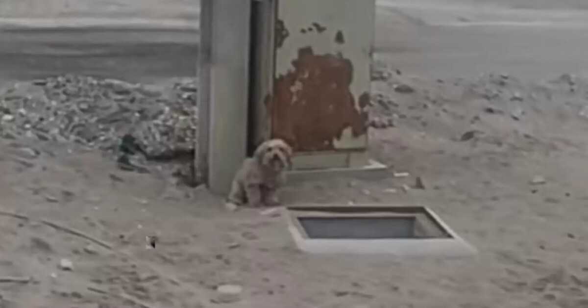 Der Hund, der neben dem Loch heult, wird sich nicht bewegen, bis jemand hineinschaut