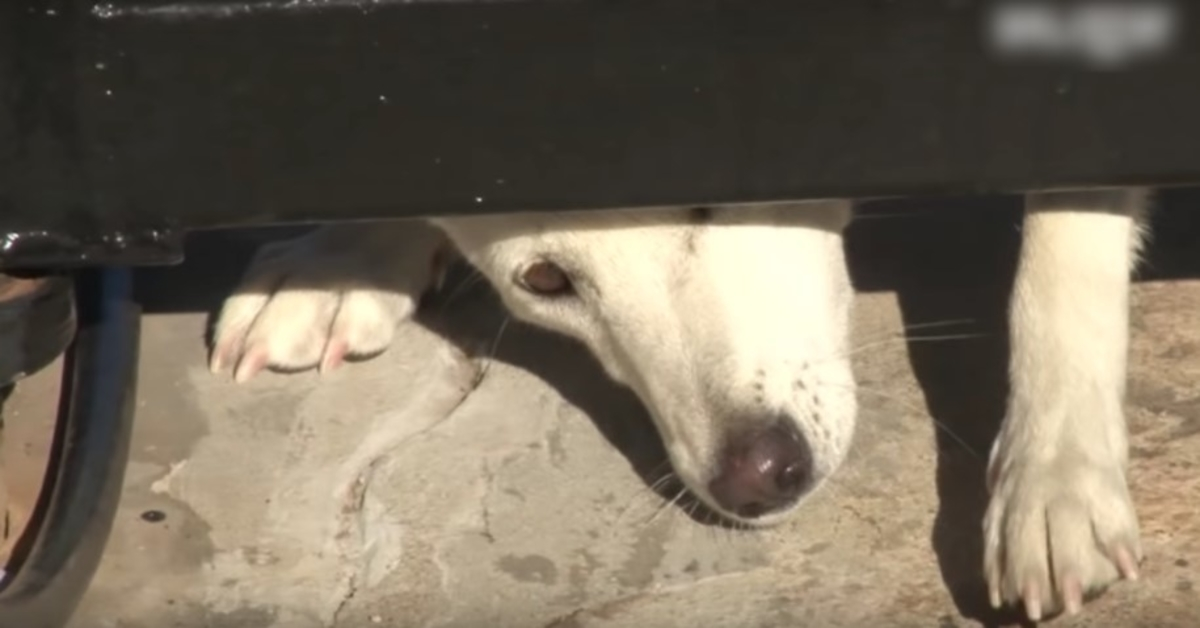 Ungeliebter Hund krabbelt unter dem Tor und bittet um ein Zuhause, aber die Frau gibt nicht nach