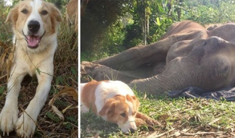 Hund weigert sich, in seinen letzten Lebensstunden von seinem Elefantenfreund getrennt zu werden