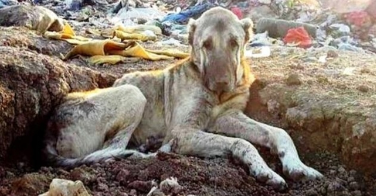 Kranker Hund in Mülldeponie geworfen, weil er “nutzlos” ist, im Müll begraben und wartet auf den Tod